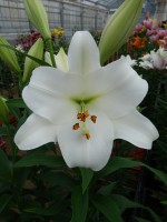 [5601 VH31 Fredo No02.JPG]